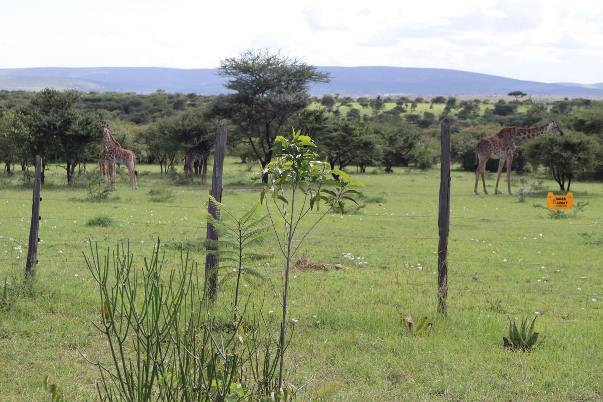 Kambu Mara Camp Sekenani Exterior foto