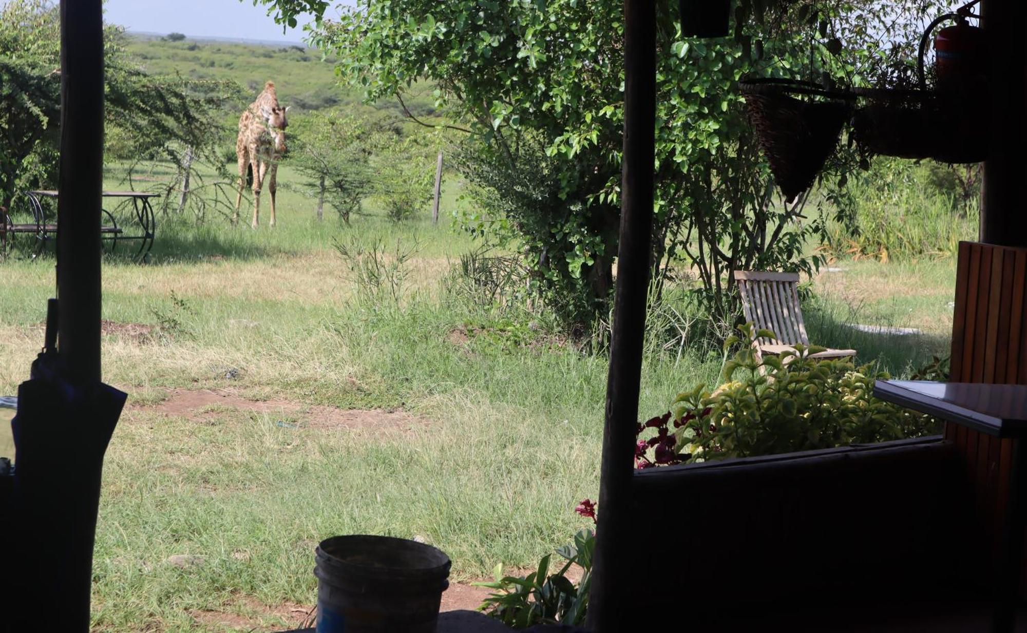 Kambu Mara Camp Sekenani Exterior foto